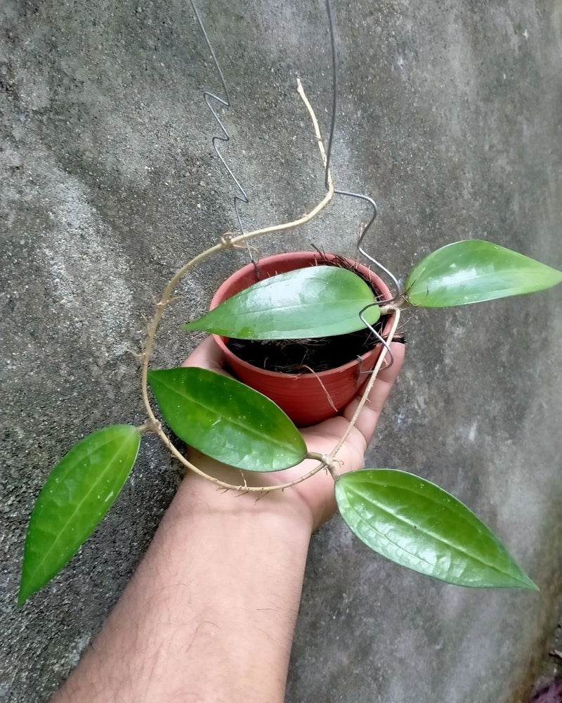 Hoya Cinnamomifolia