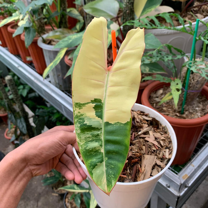 Philodendron billietiae Variegated
