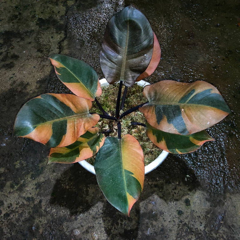Philodendron black cardinal Variegated