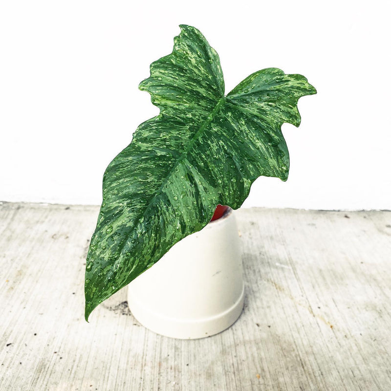 Philodendron golden dragon Variegated