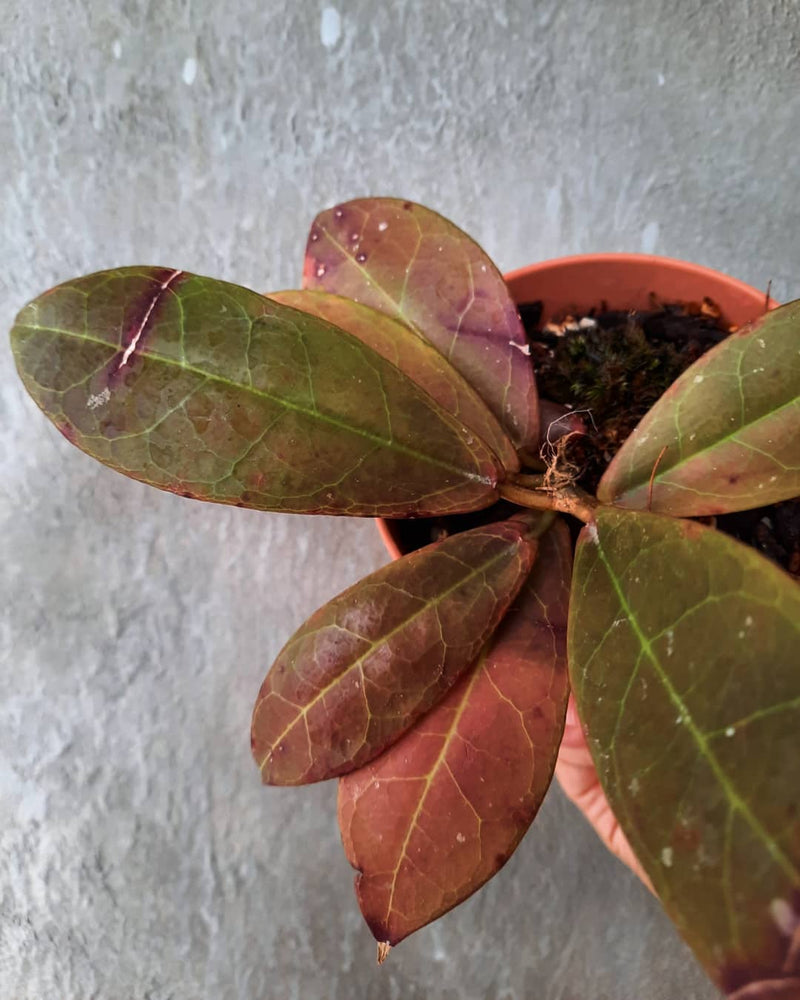 Hoya buntokensis Sp Borneo