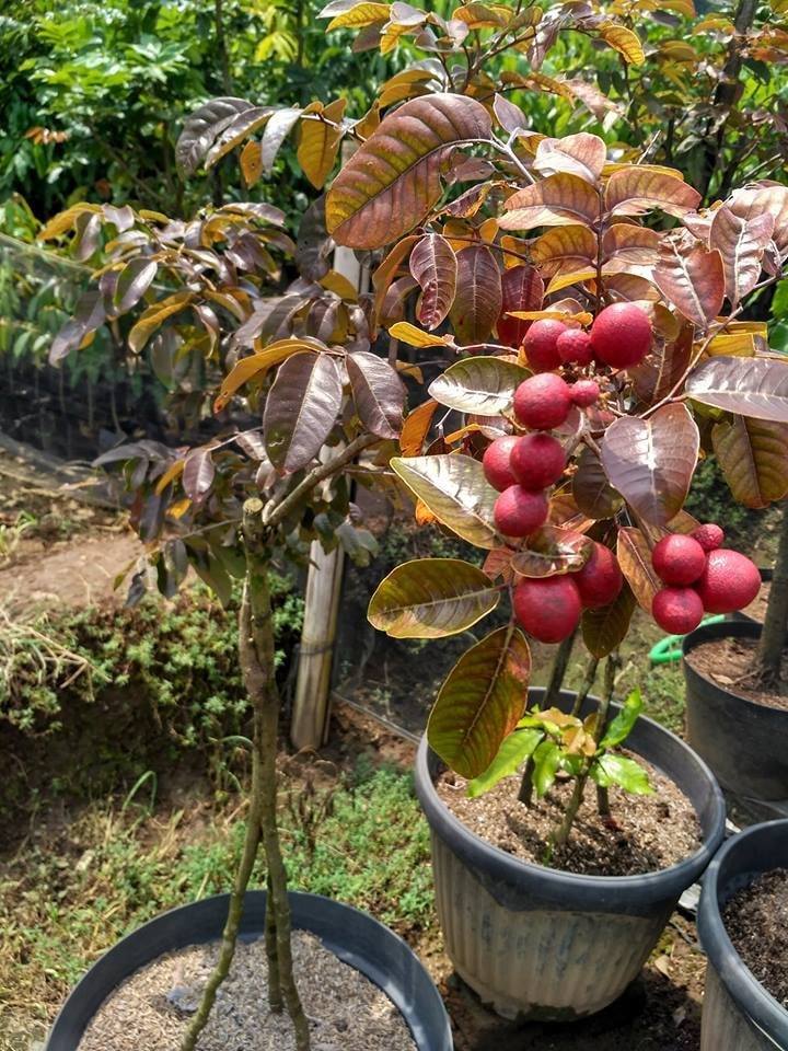 Dimocarpus Longan Red Fruit Tree