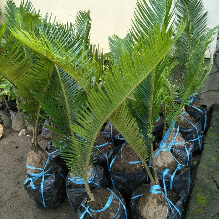 Palm Sikas