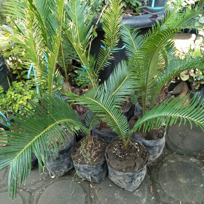Palm Sikas