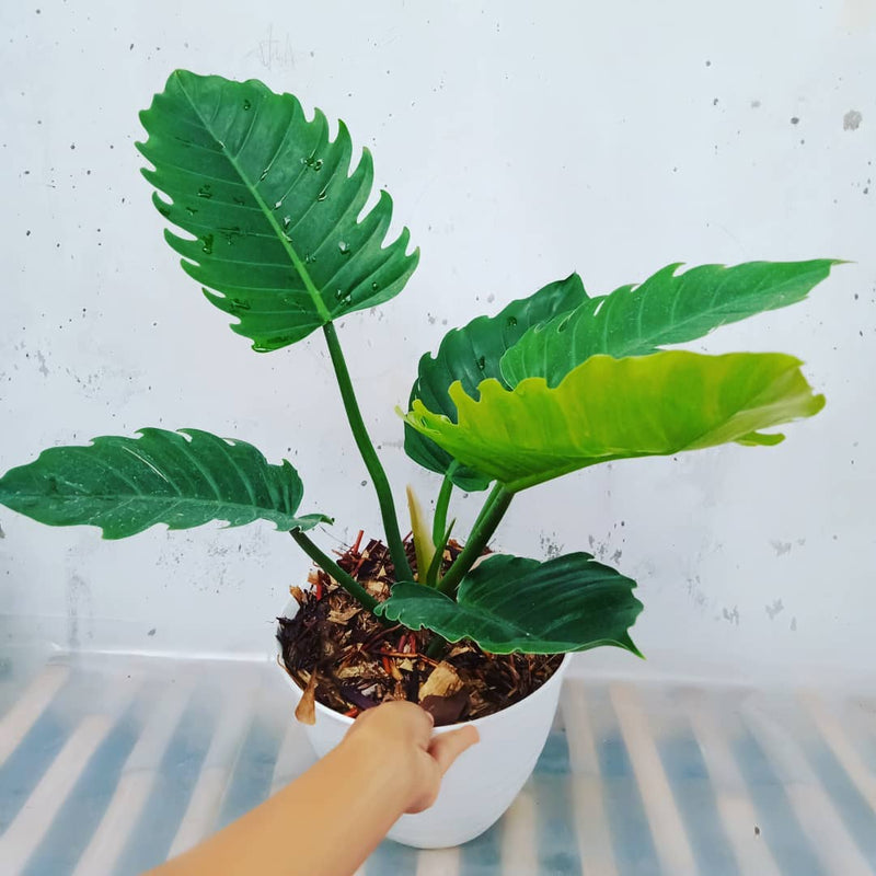 Philodendron Greenshaw