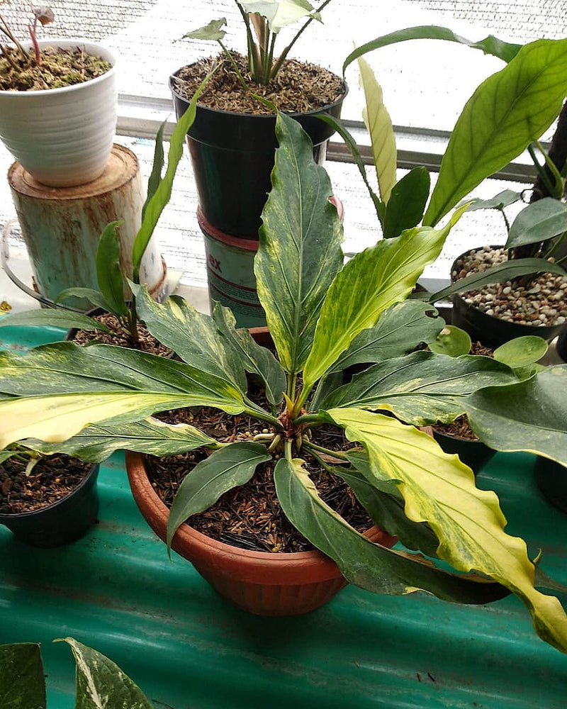 Anthurium plowmanii variegated
