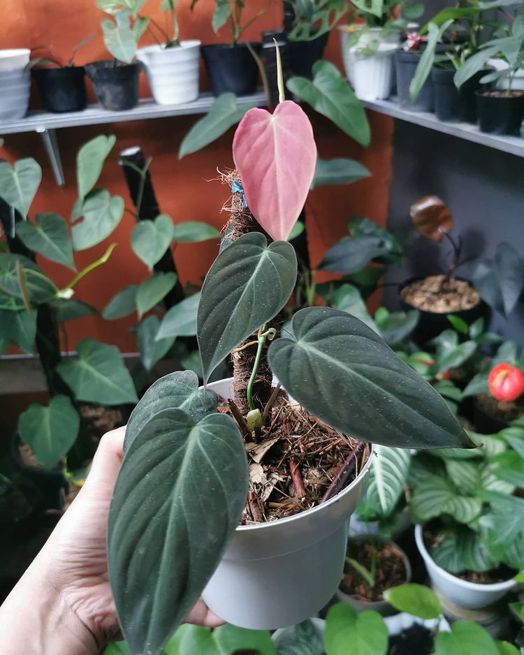 12 Philodendron Pink Mican