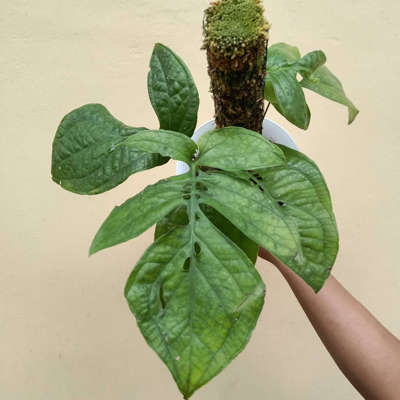 Amydrium Green Borneo