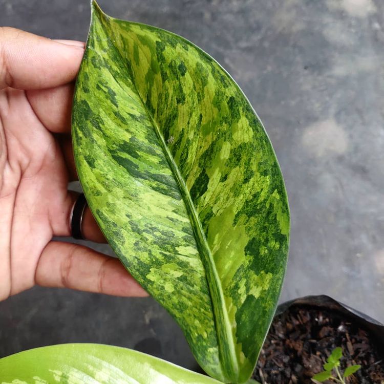 Philodendron Dieffenbachia Panglima Variegated