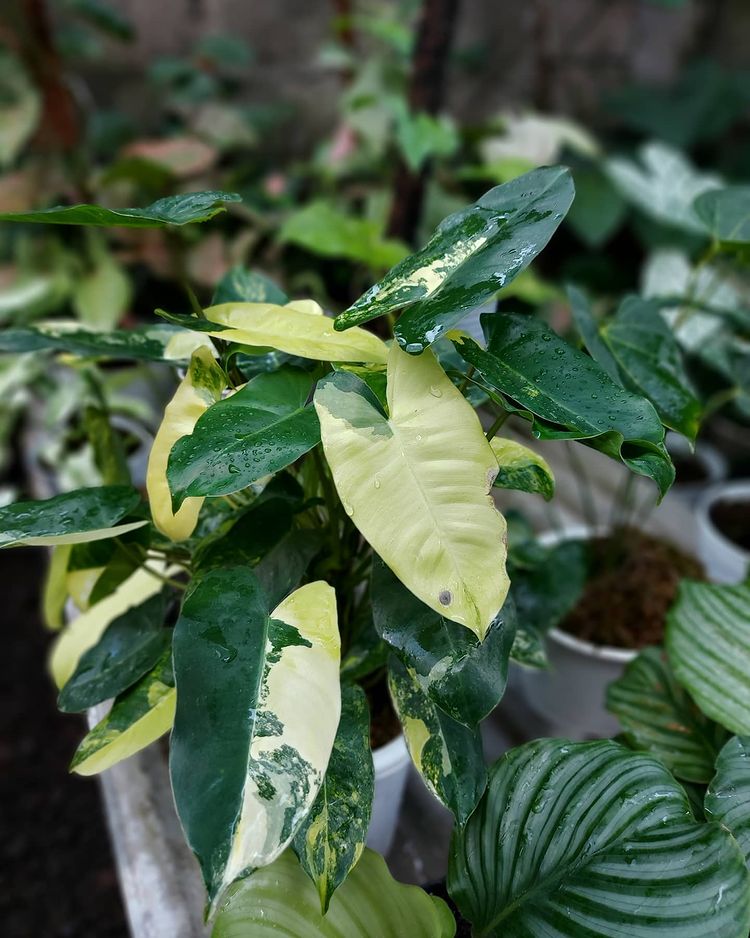 12 Philodendron Burlemarx Variegated