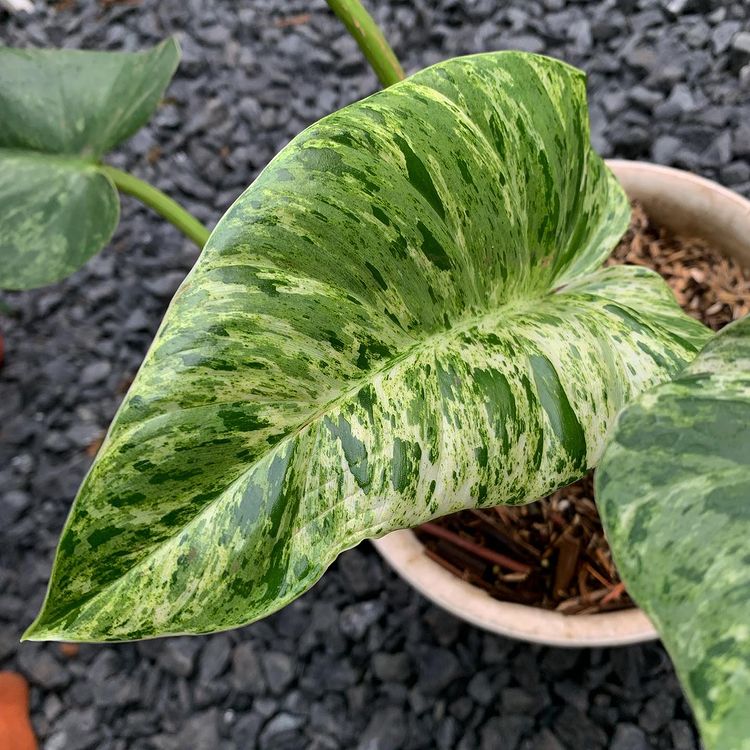 philodendron giganteum variegated