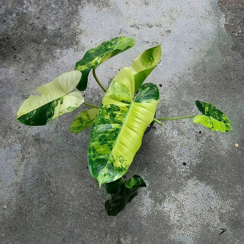 Philodendron Burlemarx Variegated