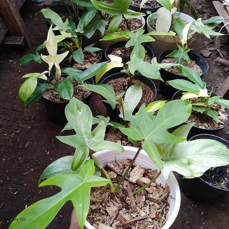 12 Philodendron Florida Ghost