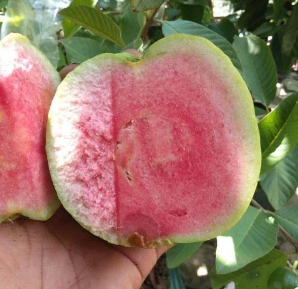 Grafted Seedless Red Crystal Guava Fruit Tree