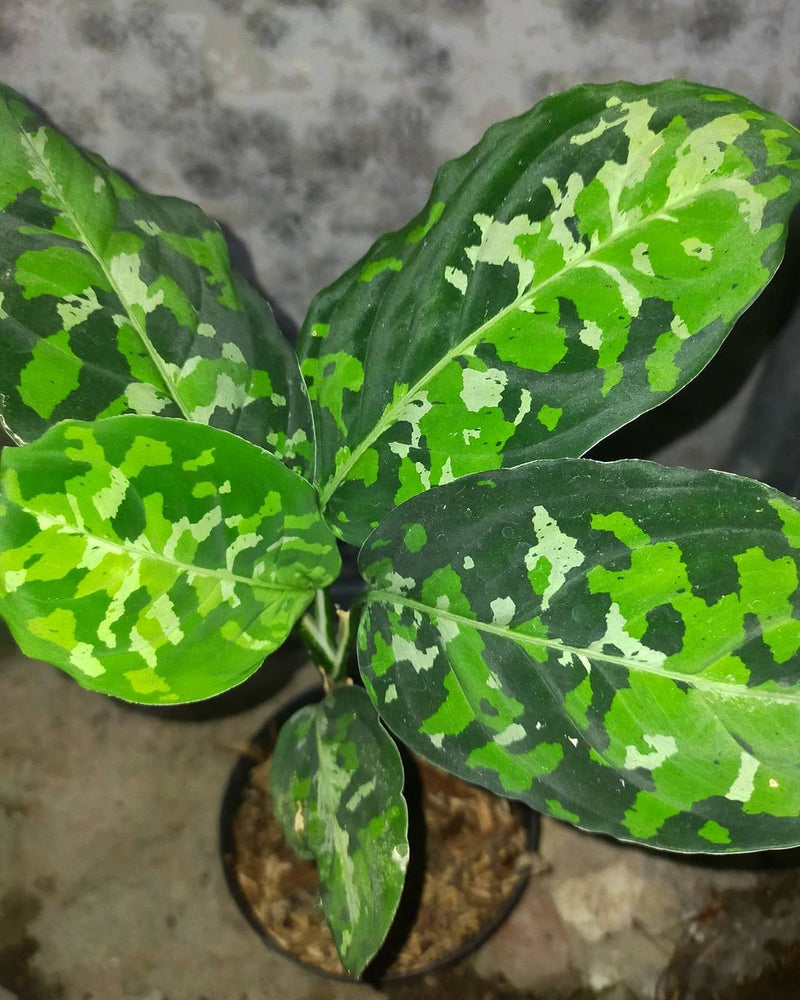 Aglaonema Pictum Tricolor