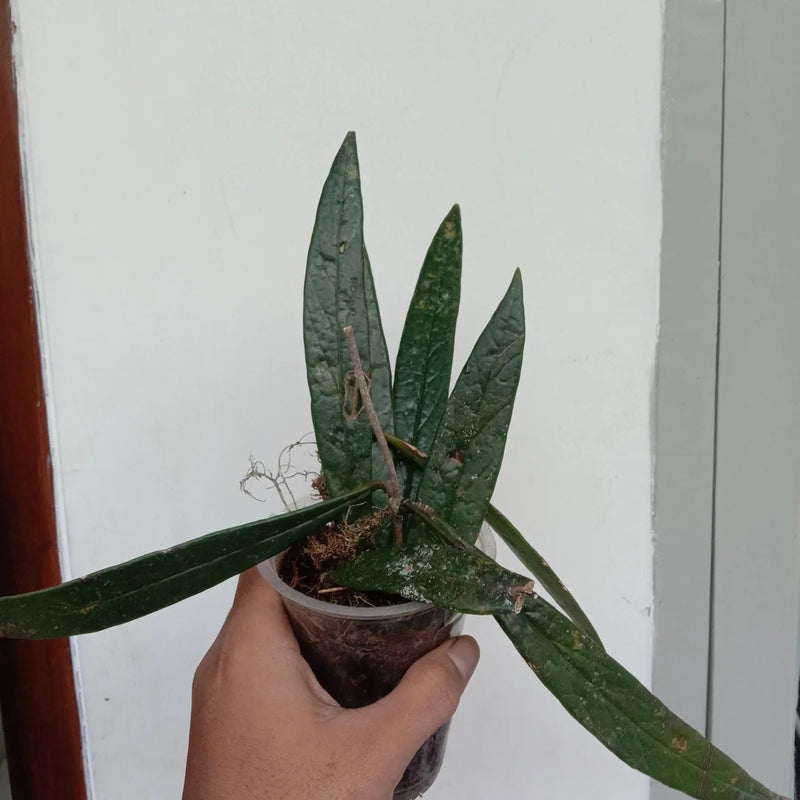 Hoya Sulawesiana