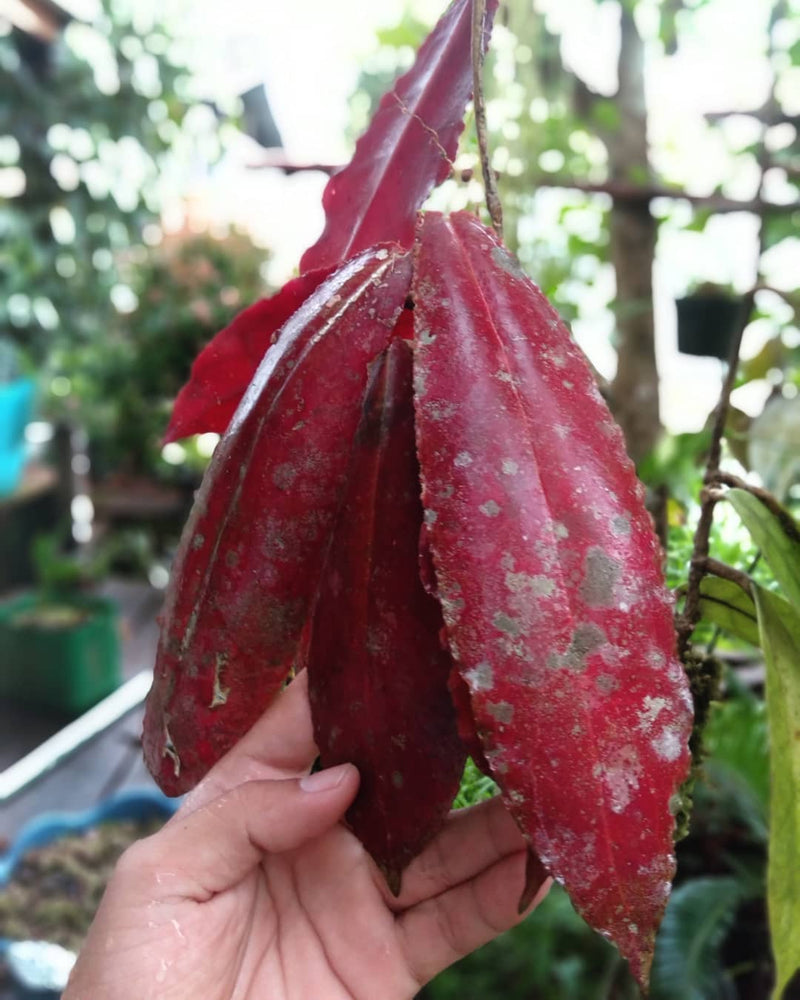 Hoya Undulata Sp Borneo
