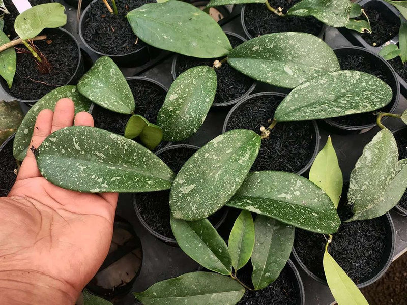 Hoya Diversifolia Splash