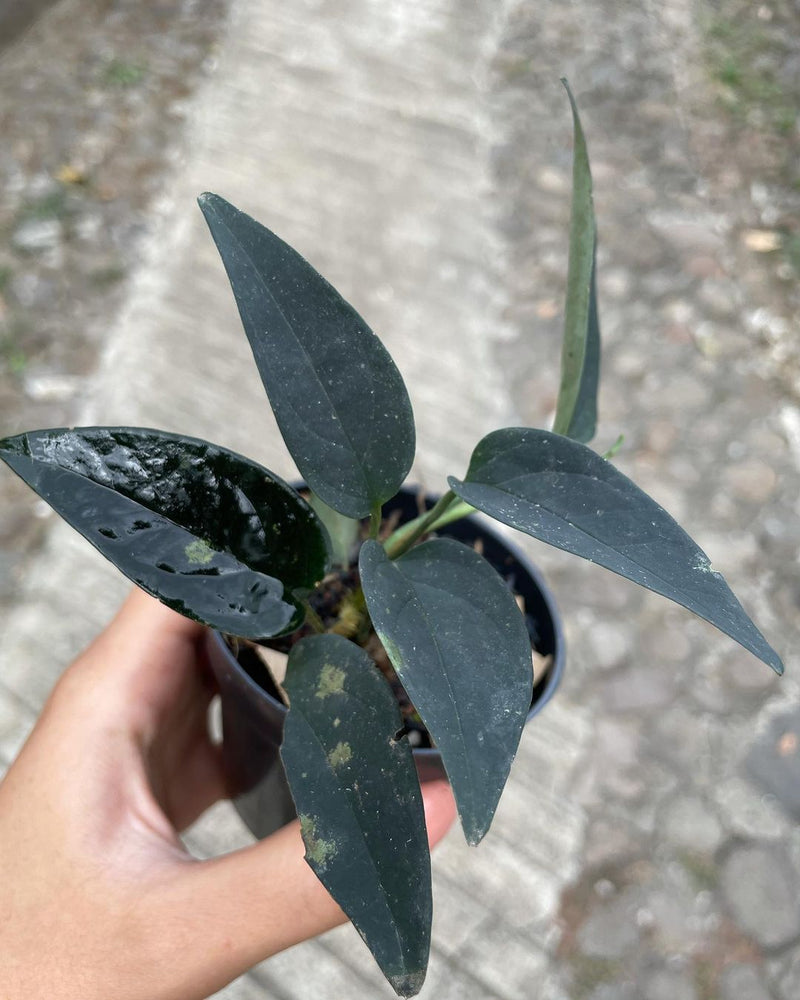 Scindapsus Black Velvet Sp Borneo
