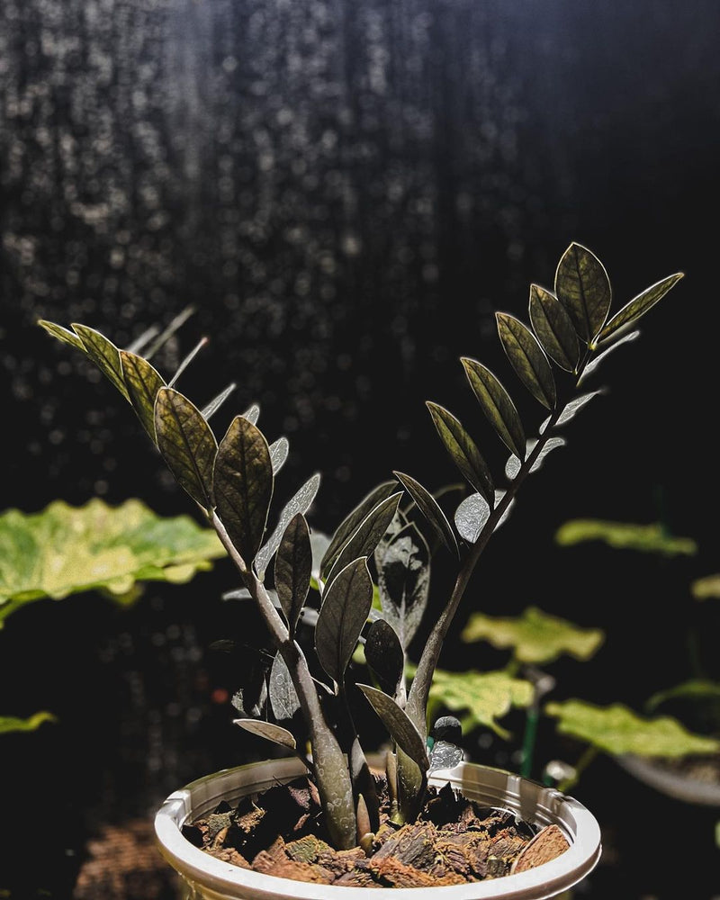 Zamioculcas Zamiifolia Black