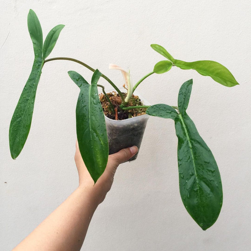Philodendron Code