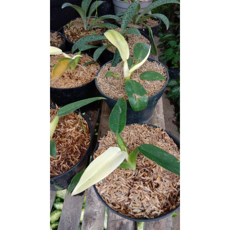 Philodendron Martianum Albo