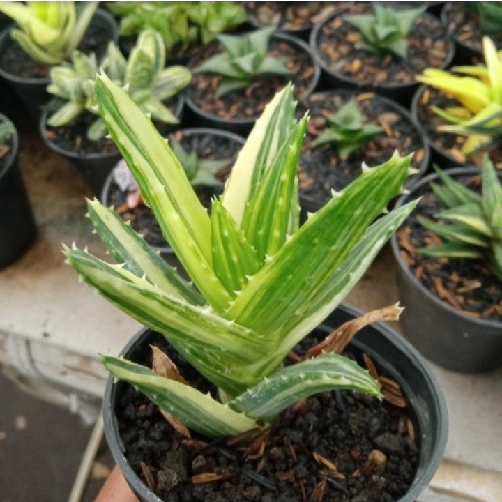 Aloe Mitriformis Variegated