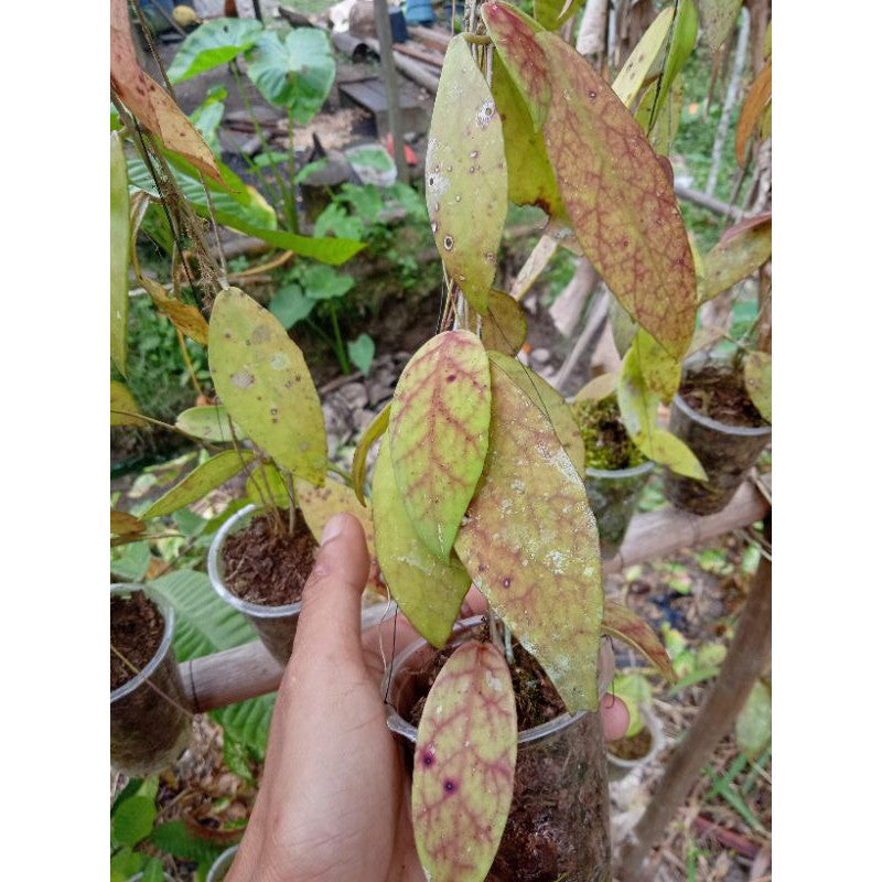 Hoya Scortechinii pink Sp Borneo