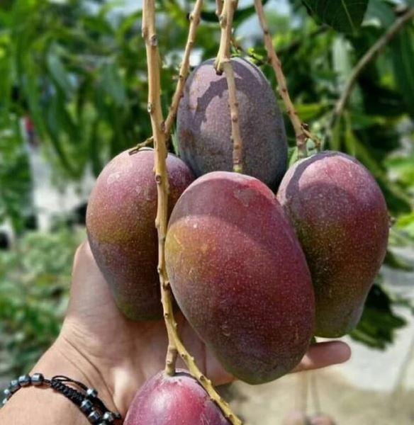 Irwin Superior Mango Fruit Plant Seeds