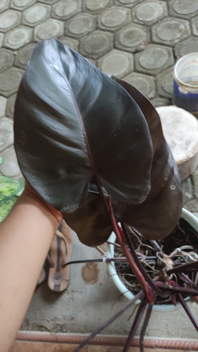 Philodendron Royal Queen