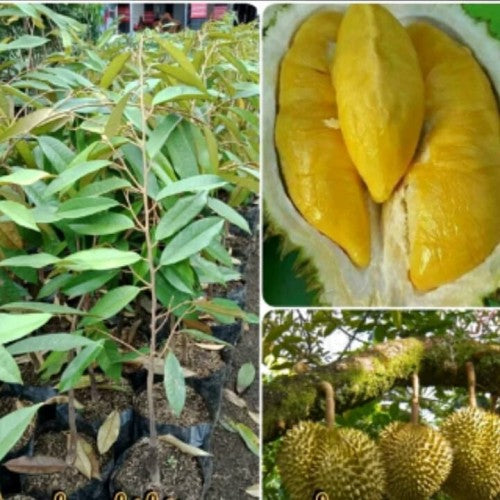 Musang King Durian Fruit Tree