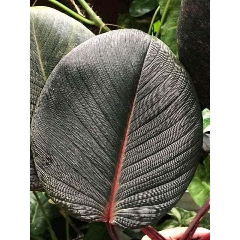 Homalomena Red thick leaves SP Sumatra