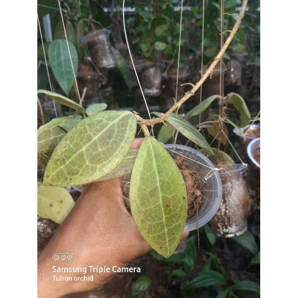 Hoya Marelli Sp Sulawesi