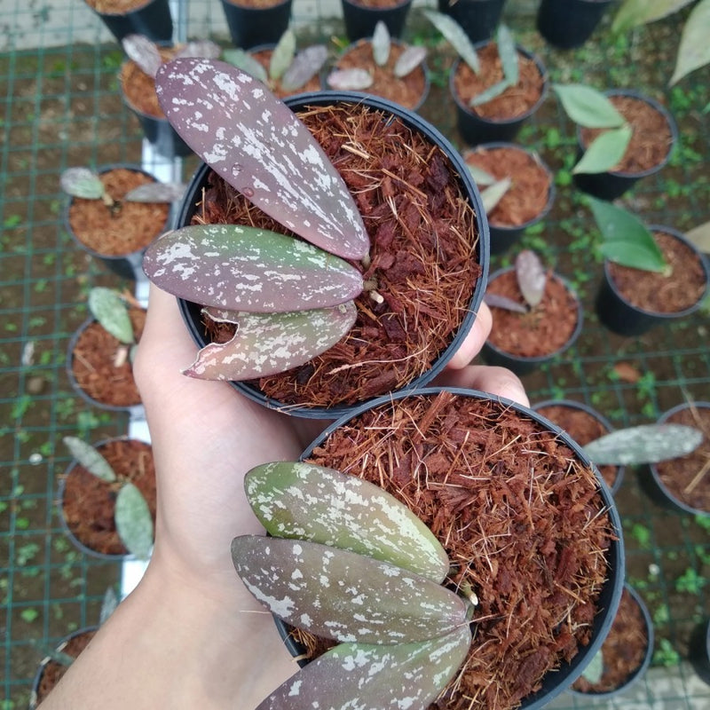 Hoya Sigilatis Sp Borneo