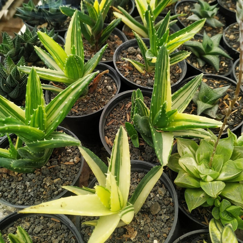 Aloe nobilis variegated