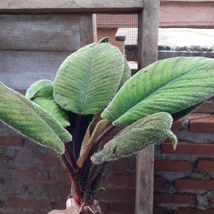 Homalomena feather leaf SP SUMATRA