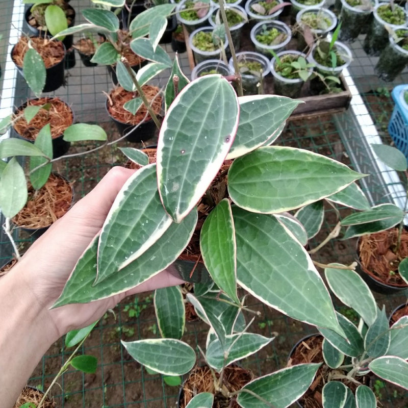 Hoya Macrophylla Albomarginata