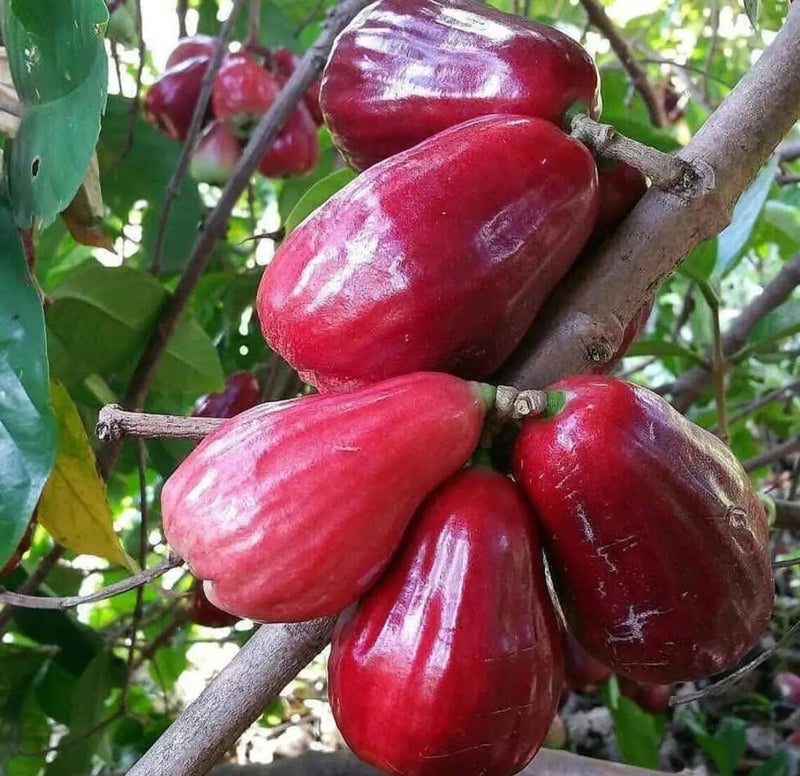 Malay Apple Dersono Jambu Jamaica Fruit Tree